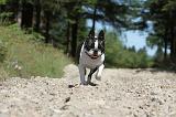 BOSTON TERRIER 017